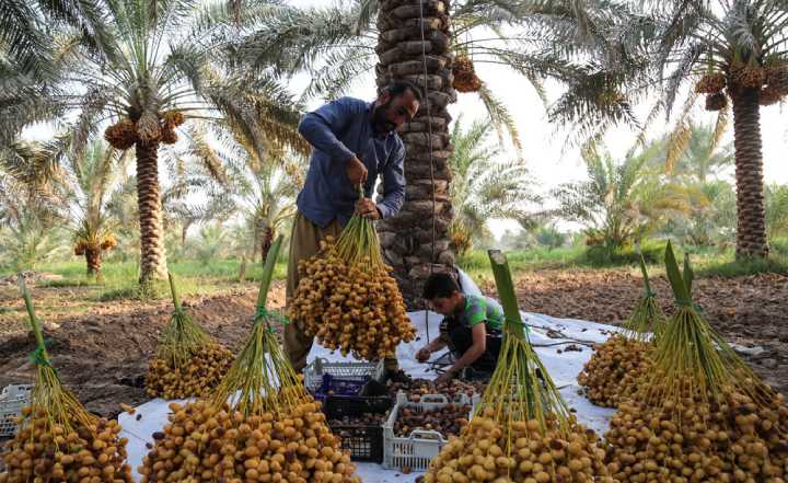 روش مدرن برداشت خرما