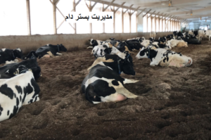 مدیریت بستر دام