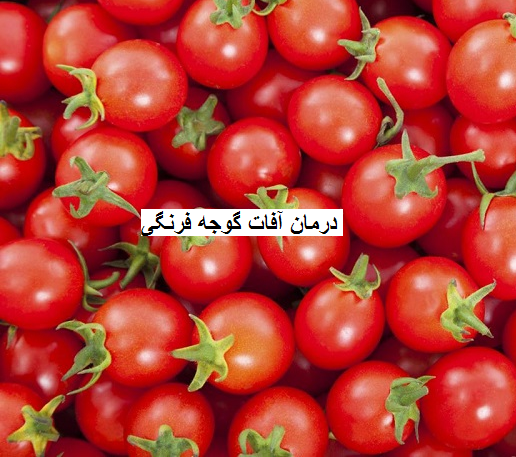 درمان آفات گوجه فرنگی